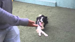 Adestrador Profissional - Glauco Lima - (11) 99774-7038 - Border Collie Ice