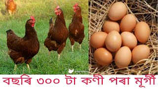 RIR মুৰ্গী (Rhode Island Red) ,উন্নত জাতৰ কণী পৰা মূর্গী,layer hen farming in assam,☎️📱8011306318