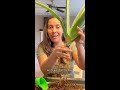 how i propagate aloe plantcare plantcaretips aloevera propagation plants