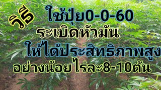 วิธีใช้ปุ๋ย0-0-60ระเบิดหัวมัน ให้ได้ประสิทธิภาพสูงอย่างน้อยไร่ละ8-10ตัน#มันสำปะหลัง