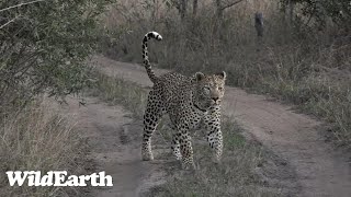 WildEarth - Sunrise Safari -  01 August 2023