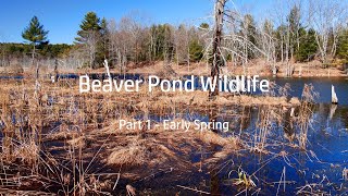 Beaver Pond Wildlife:  Part 1 - Early Spring