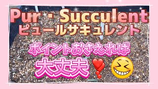 ポイントおさえれば大丈夫❣️😆 ［多肉］[多肉植物] ［多肉生産への道］ [園芸]［ガーデニング］25・2/8