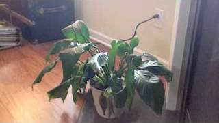 Peace Lily Resurrection