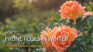 How to Prune Roses in Winter