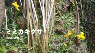 『あなたの知らない食虫植物の世界』〜動画で紹介「ミミカキグサ」〜