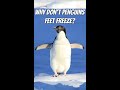 Why Don’t Penguins Feet Freeze? #shorts