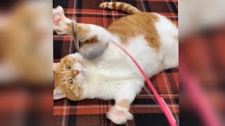 【短い動画】ネコと猫じゃらし