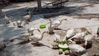 សត្វក្ងានស៊ីចំណី The geese eat the food By Bro Dara