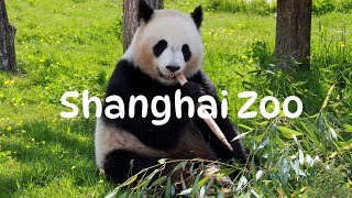 Exploring Shanghai Zoo: A Day with Pandas, Tigers, and More! 探索上海动物园 : 与熊猫 ,老虎共度美好一天 !