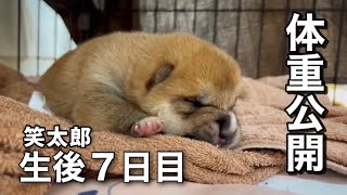 柴犬子犬の今夜の体重公開w６月１０日夜