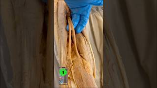 SURPRISING Fix For Tight Hamstrings!😳