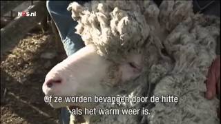 Is dit het wolligste schaap ter wereld?