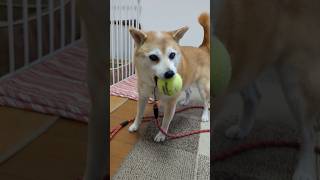 【豆柴リンちゃん】キャッチボール　#shorts #豆柴 #dog #癒し #かわいい犬