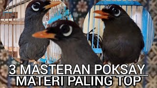 Poksay Mandarin Kombinasi 3 Masteran Sekaligus, Paling Cocok Buat Mikat, materi Paling mewah