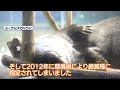 週刊マリンピア通信　＃61 ニホンカワウソ