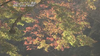 紀南に訪れる“秋景色”和歌山・古座川町