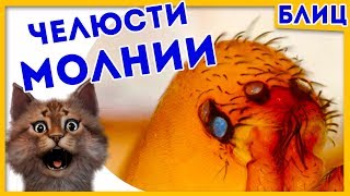 СМОГЛИ ЗАСНЯТЬ И ИЗМЕРИТЬ ЛИШЬ НЕДАВНО! Котоновости БЛИЦ 15