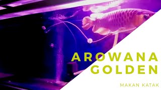 Serunya kasih makan arowana golden dengan katak