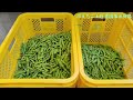 【j tube 7】令和４年産 枝豆出荷最盛期