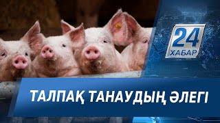 Атырауда ауласын шошқа фермасына айналдырған адам айылын жияр емес