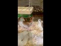 adorable hamster hilariously falls down during sleep petastic 🐾