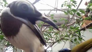 Curious Blue-Faced Honeyeaters