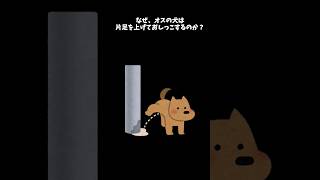 なぜ、オスの犬は片足を上げておしっこするのか？#Shorts #雑学 #犬 #動物