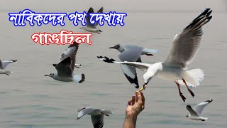 গাঙচিল নাবকিদরে পথ দেখায়। Seagull।