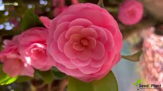 Camellia Pink | Tree Rose | All Time Flowering | Live Plant | Seed2Plant