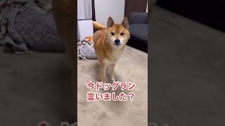 特技：手のひら返し。 #柴犬  #柴犬ロック