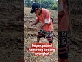 bapak petani kampung lagi nyangkul shorts