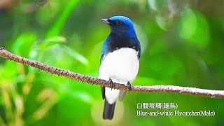 白腹琉璃(白腹藍鶲)/Blue-and-white Flycatcher