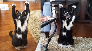 This Cat Keeps Putting Its Paws In The Air And Nobody Knows Why