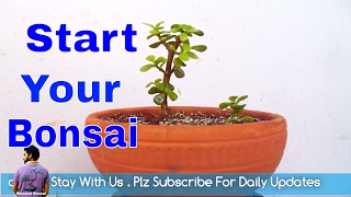बोन्साई बनाना कैसे शुरू करें / How to Start Bonsai From Jade Plant / Tips & Care / Mammal Bonsai बोन्साई बनाना कैसे शुरू करें / How to Start Bonsai From Jade Plant / Tips & Care / Mammal Bonsai