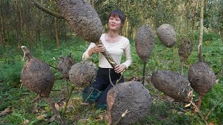 Harvest many ant egg nests and make delicious ant egg rice cakes - Daily life in the farm forest