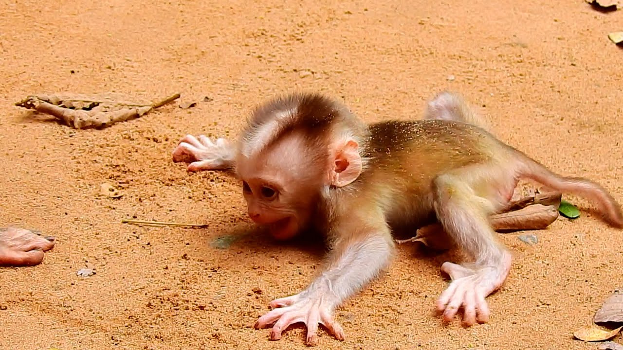 So Pity Baby Monkey Leo Youtube