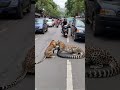 leopard and python playing in the street... wildlife python anime leopard