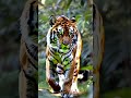 tigers stripes of the jungle 🐅 amazingearthtales