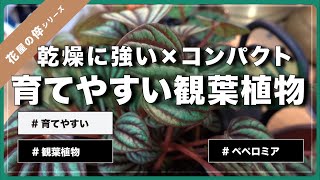 ＜花屋の倅＞珍しいペペロミア ｜ペッパーミル｜植物がもたらす効果