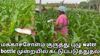 மக்காச்சோளம் குருத்து புழு water bottle முறையில் கட்டுப்படுத்துதல் | padai pulu | maize | படைப்புழு