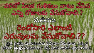 వరిలో పిలిక గోలీలు నాటు వేసిన ఎన్ని రోజులకు వేసుకోవాలి.?మరియు రెండోసారి ఎలాంటి ఎరువులను వేసుకోవాలి.?