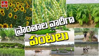 ప్రాంతాల వారీగా  పంటలు | Crops by Region | hmtv Agri