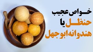 خواص عجیب حنظل یا هندوانه ابوجهل