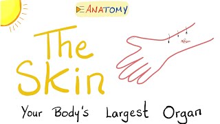 The Skin - The Largest Organ of Your Body - Anatomy & Histology