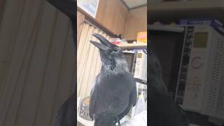 声が裏返る超絶おはよう挨拶おしゃべりカラス #カラス #crow #おはよう #裏声 #おしゃべり #挨拶 #dj社長 #保護カラス #賢い #鳴き声 #凄い