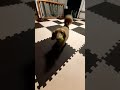 おもちゃをもって来る犬 shorts