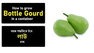 How to grow Bottle Gourd in a container | সহজ পদ্ধতিতে টবে লাউ চাষ।