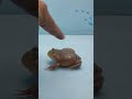 #Angry budget frog bites my finger (A)#budget frog#pacman frog#bullfrog#frog@petfrogeating3889