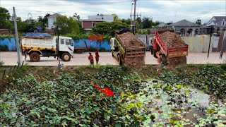 Perfectly Start New Project! Technique Drops Soils to Delete Lotus Pond Use Dozer \u0026 5-T Truck Unload